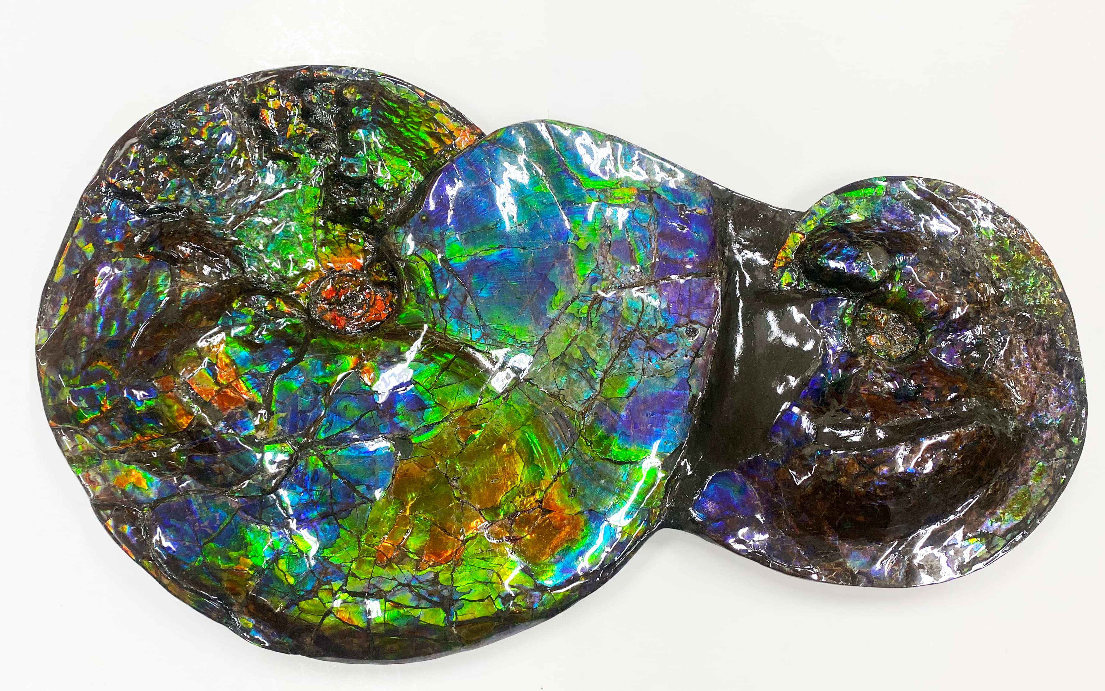 Ammonite Fossil D53 1