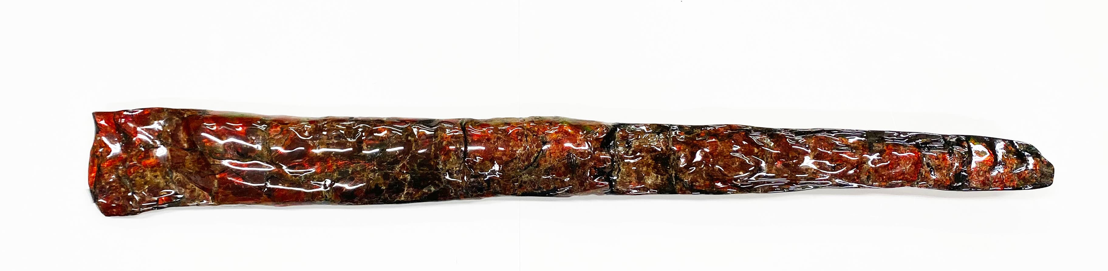 Bacuilte Fossil D56 18