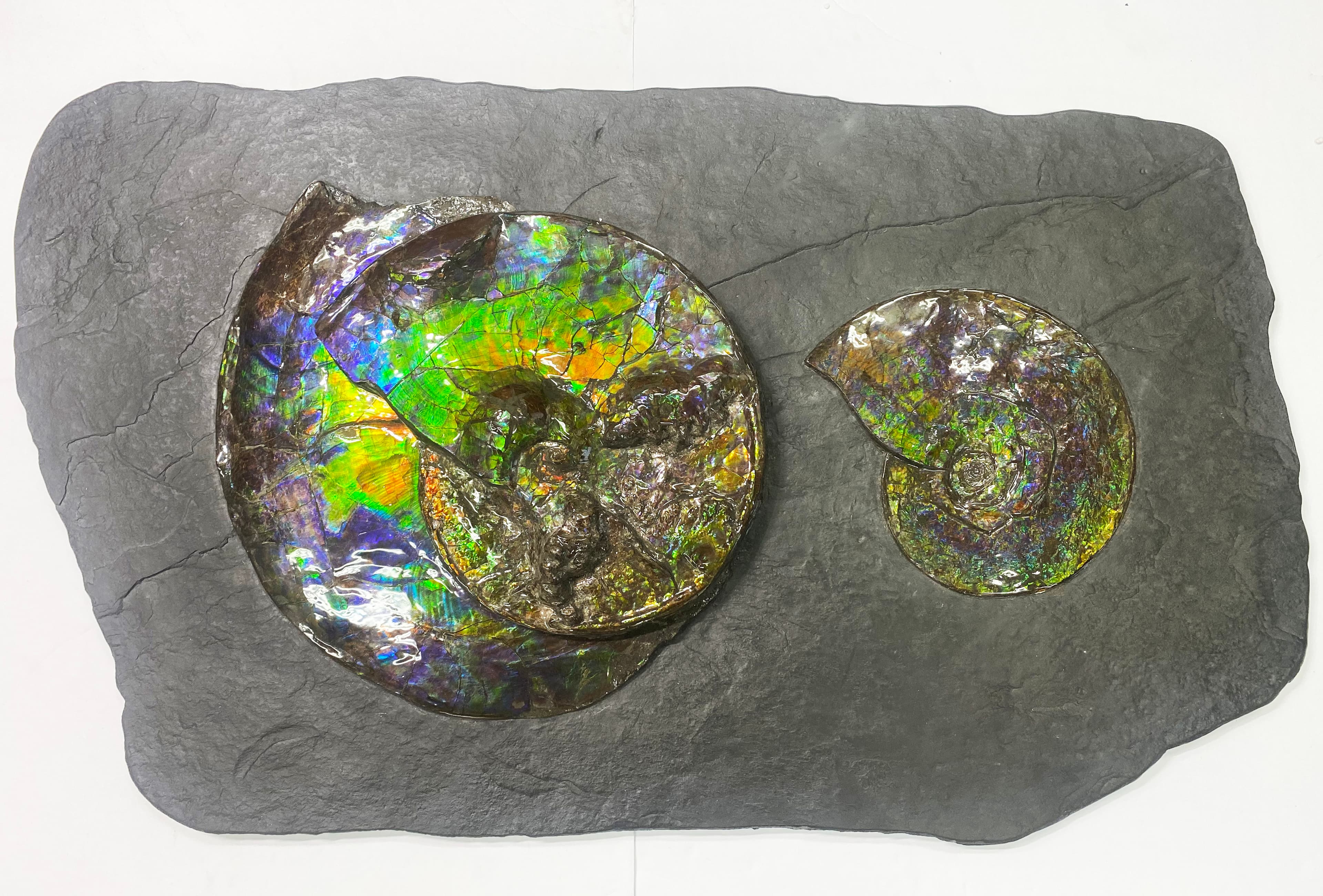 Ammonite Fossil D7 9 + 7 23