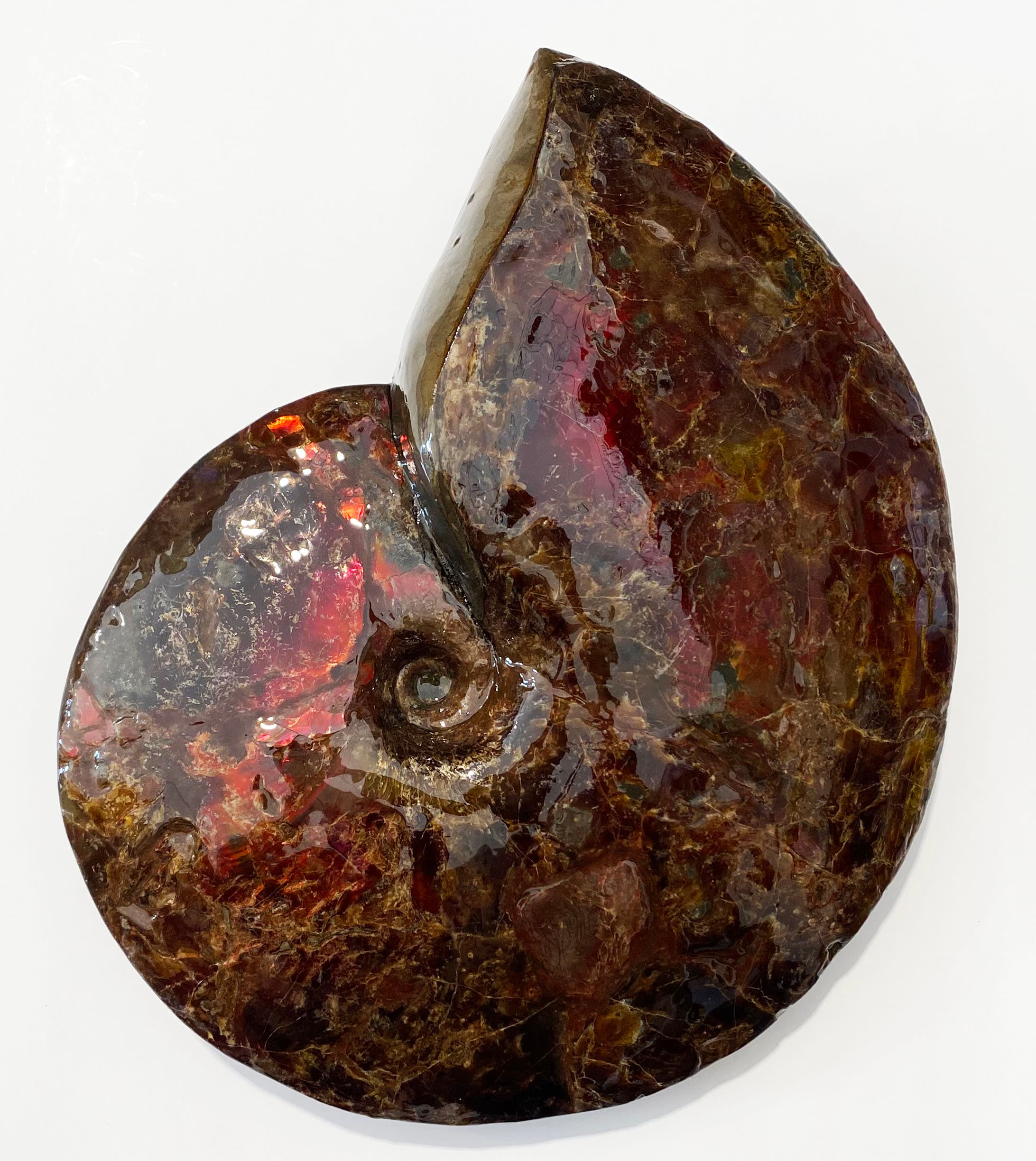 Ammonite Fossil PF898