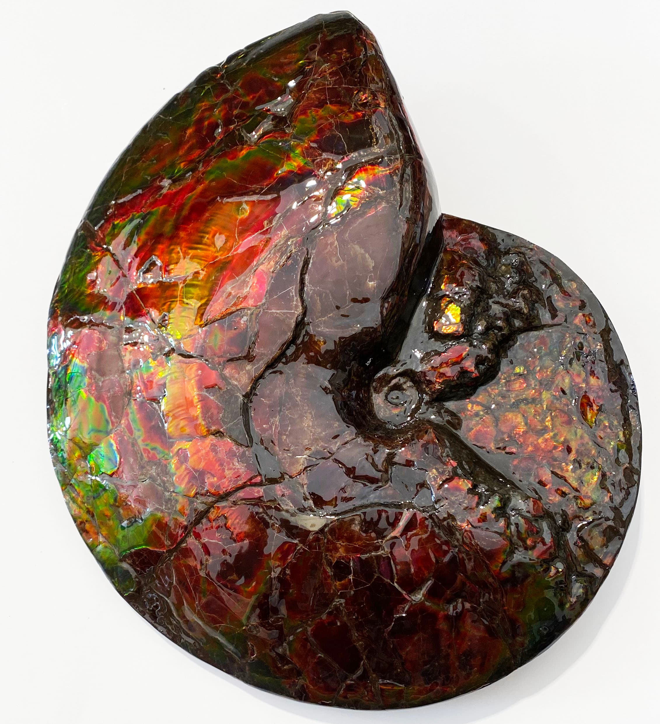 Ammonite Fossil PF929